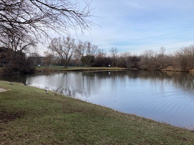 A serene lake surrounded by trees and grass in a park.